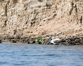 View of birds on rock