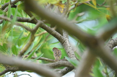 Close-up of lizard on branch