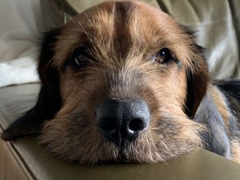 Close-up portrait of dog resting