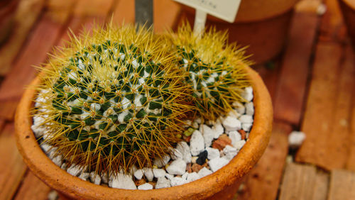 Close-up of cactus in pot