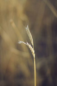 Close-up of wheat growing on field