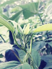 Close up of flower bud