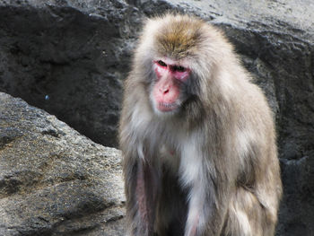 Close-up of monkey on snow