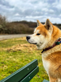 Close-up of dog