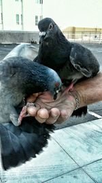 Close-up of bird perching on hand