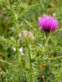 Close-up of thistle flowers