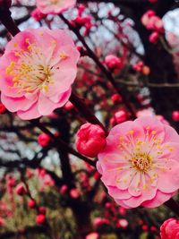 Close-up of pink flower