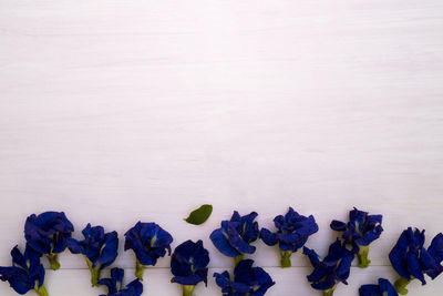 High angle view of purple flowering plants on table