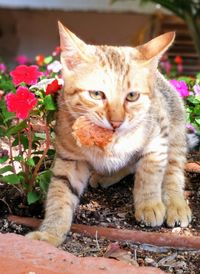 Close-up portrait of cat sitting outdoors