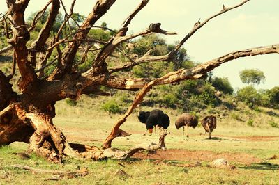 Horses grazing on field