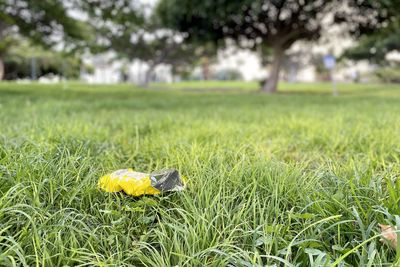 Close-up of yellow flowers on field