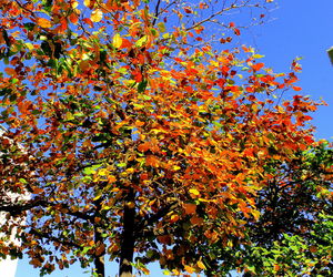 Low angle view of tree against sky