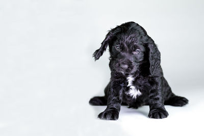 Portrait of a dog over white background