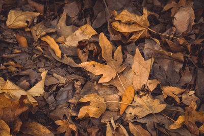 Fall colored leaves decorate the ground