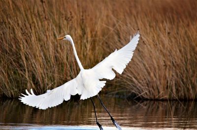 Bird flying over lake