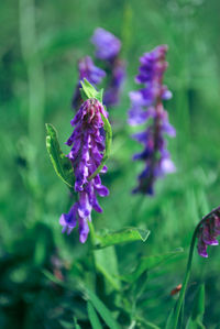 Close-up of purple flowering plant