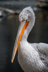 Close-up of pelican