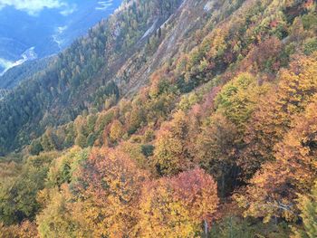 High angle view of trees on mountain during autumn