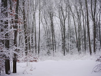 Bare trees in forest during winter