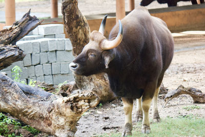 Bison in a field