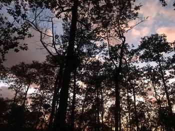 Low angle view of silhouette trees against sky during sunset