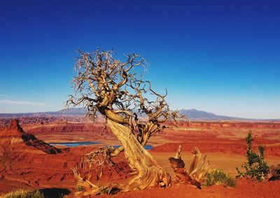Bare juniper tree at dead horse point state park