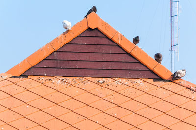 Pigeon walking on dirty roof