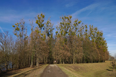 Road amidst trees against sky