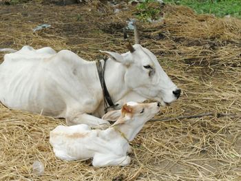 Cow with her calf resting on hay