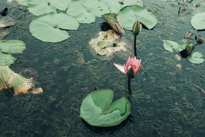 High angle view of lotus water lily in lake