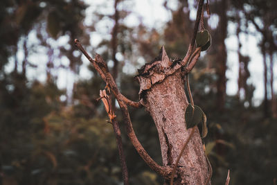 Close-up of dried plant