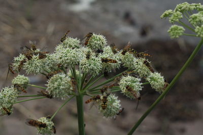 High angle view of flowering plant