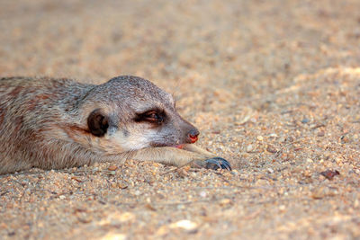Meerkat relaxing on sand