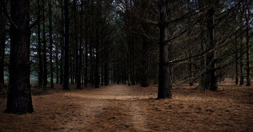 Dirt road amidst trees in forest