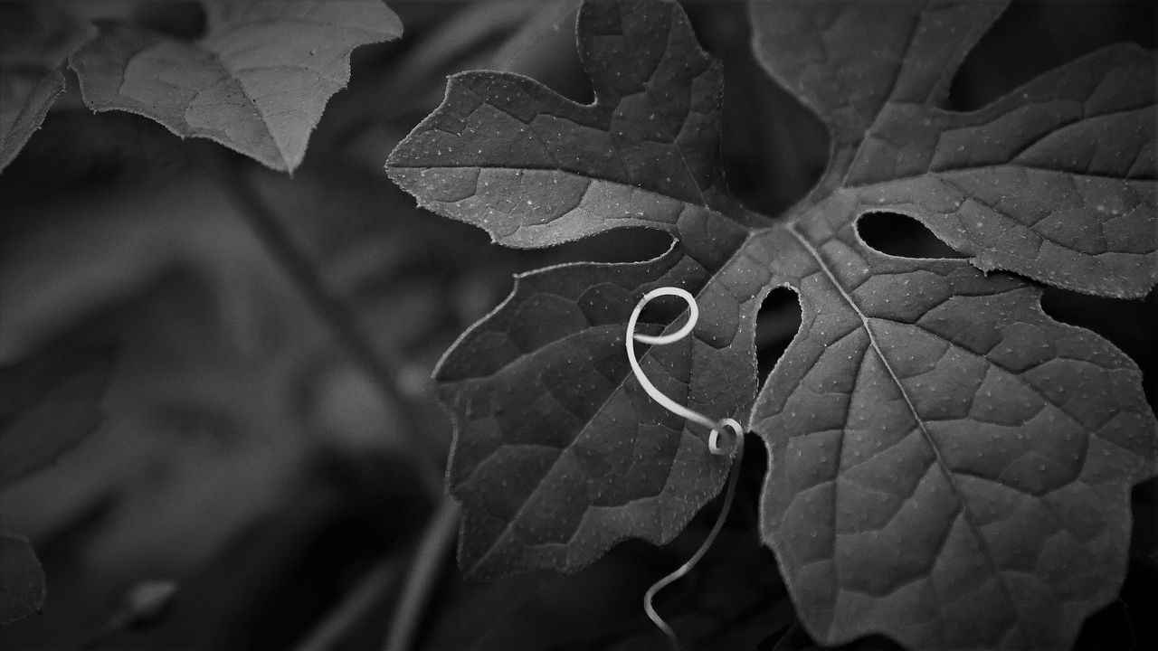 CLOSE-UP OF RAINDROPS ON PLANT LEAVES