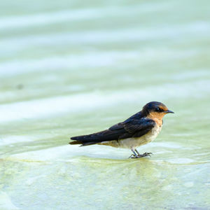 Close-up of bird perching on a water