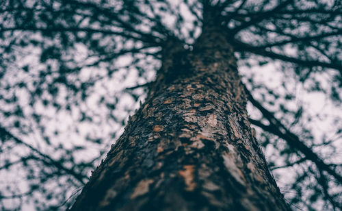 Low angle view of tree trunk in forest