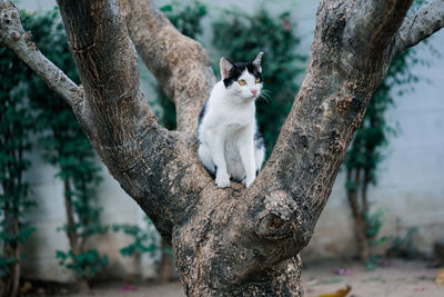 Cat sitting on tree trunk