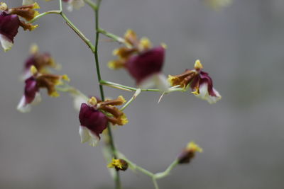 Close-up of flowers on twig