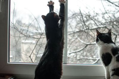 Close-up of kittens sitting on window sill