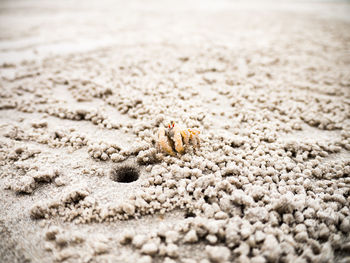 Close-up of hermit crab on sand