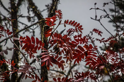 Low angle view of red maple leaves against sky