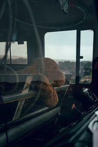 View of cat seen through car window