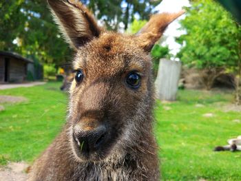 Close-up portrait of kangoroo