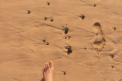 Low section of people standing on beach