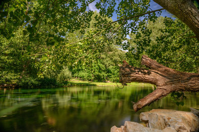 Scenic view of lake in forest