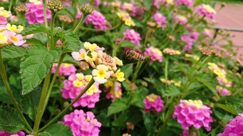 Close-up of pink flowers blooming in park