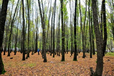 View of trees in forest