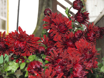 Close-up of red flowering plant