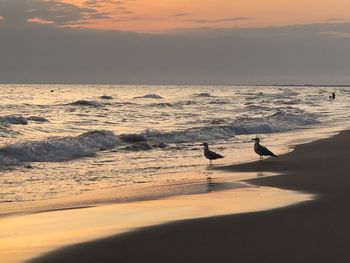 Silhouette birds on beach against sky during sunset